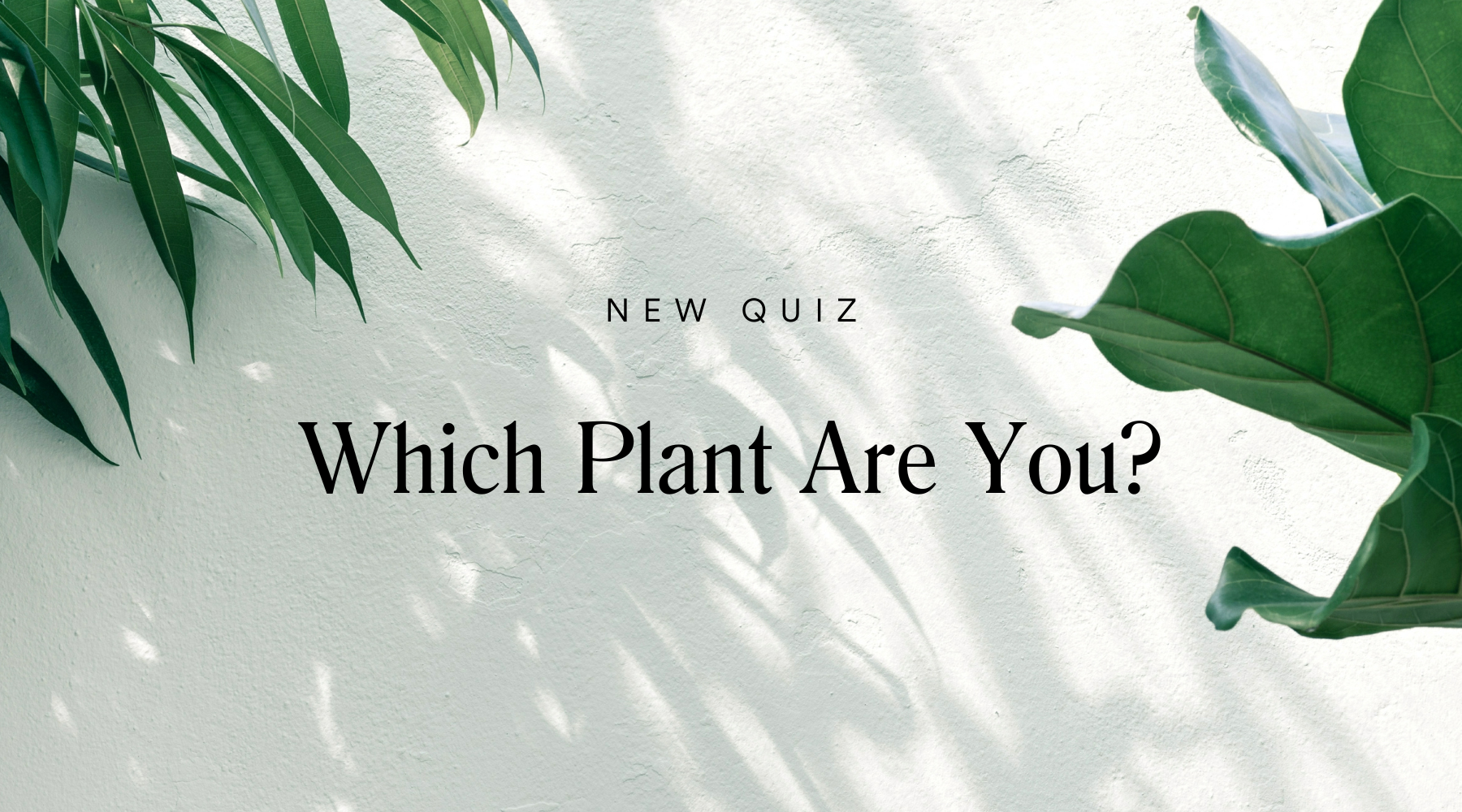 Which Plant Are You?