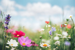55 Journaling Prompts for Spring