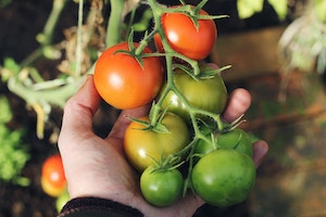 Why You Should Consider Taking Up Gardening — and How to Get Started