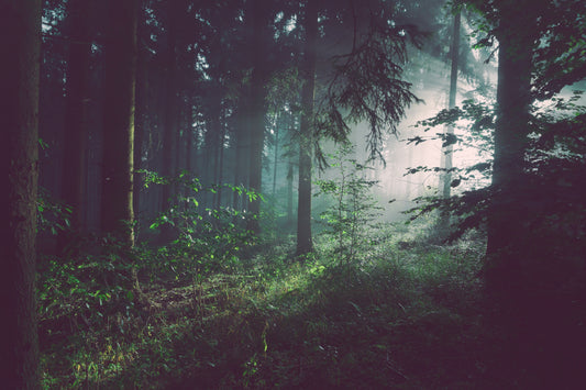 Forest Bathing 101: Here's Everything You Need To Know About This Japanese Wellness Practice